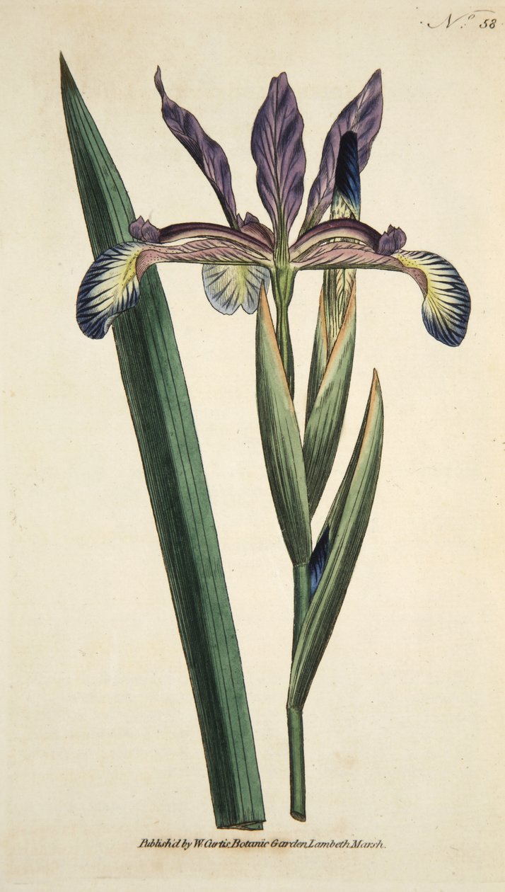 Iris Spuria (Spurious Iris), fra The Botanical Magazine eller Flower Garden Displayed, pub. 1790 (håndfarvet gravering) af English School