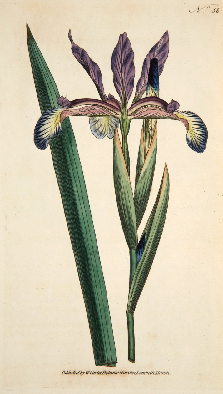 Iris Spuria Spurios Iris, pub. 1790 håndkoloreret gravering. af English School