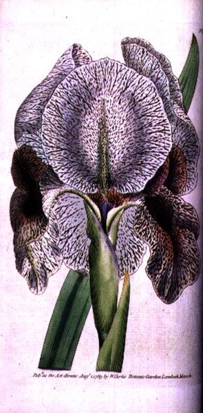 Iris susiana af English School