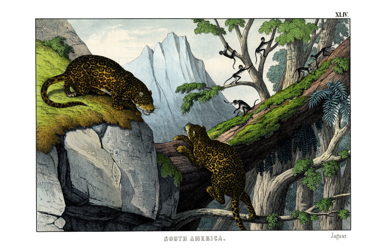 Jaguar af English School