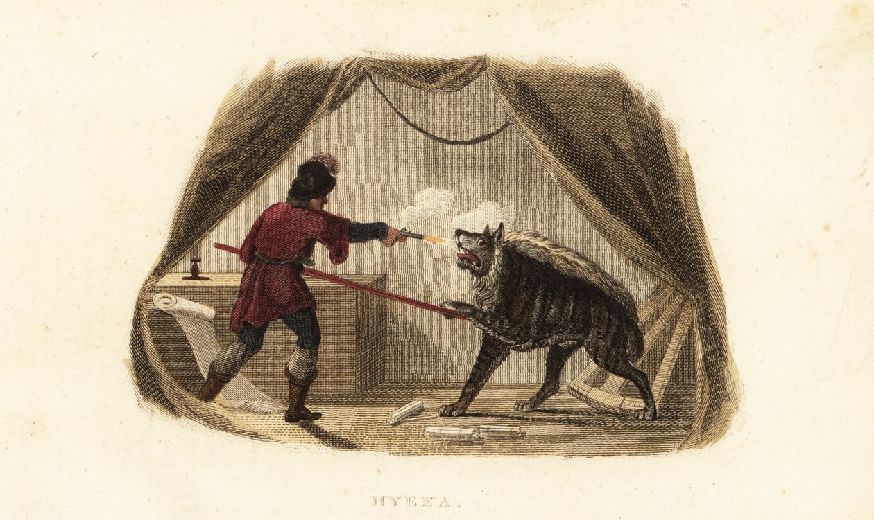James Bruce dræber en hyæne med en pistol og gedde i sit telt i Maitsha, Abessinien (nær Gondar, Etiopien) af English School
