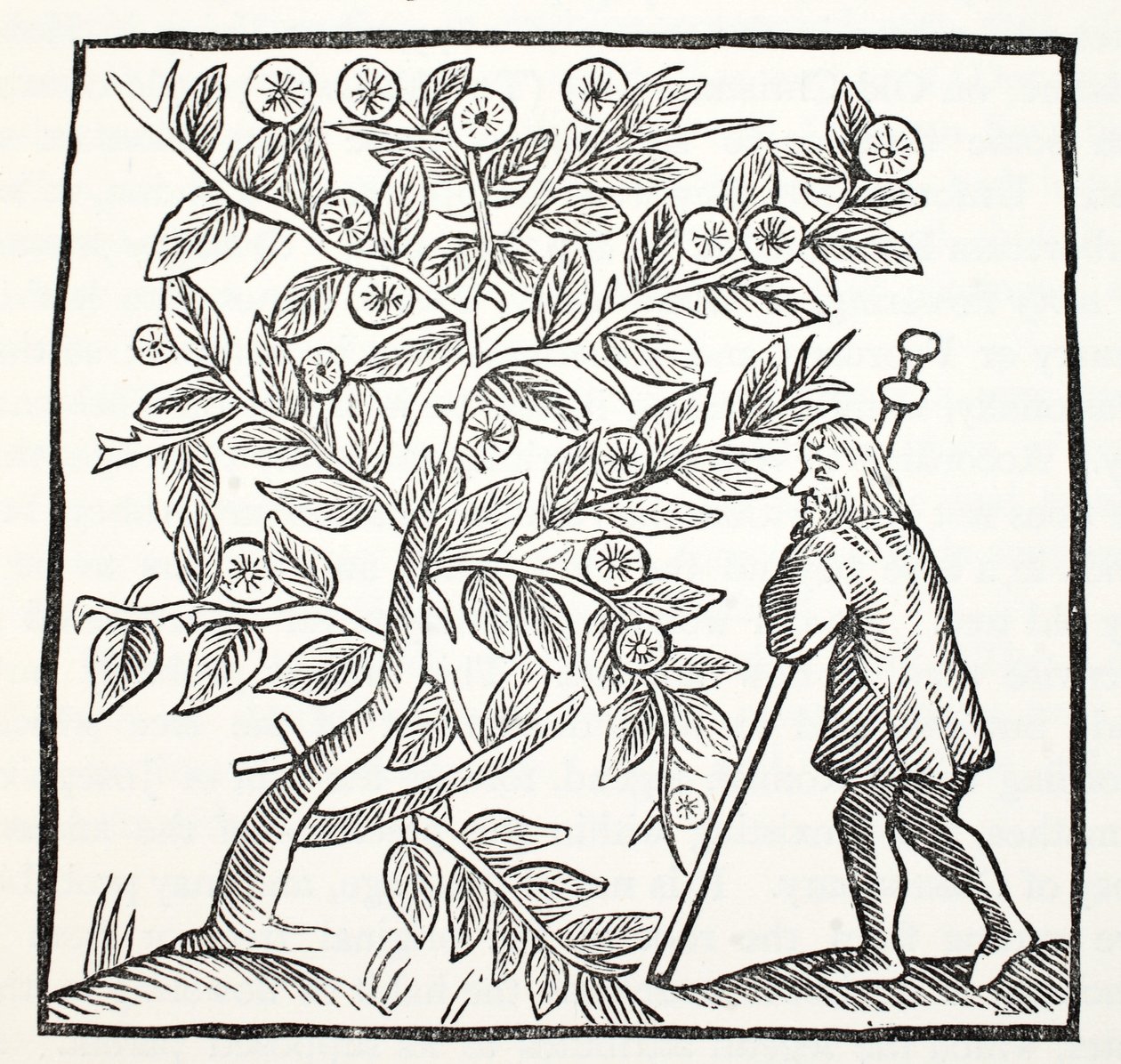 Joseph of Arimathea and the Glastonbury Thorn, illustration fra Chap-books of the Eighteenth Century af John Ashton, pub. 1882 af English School