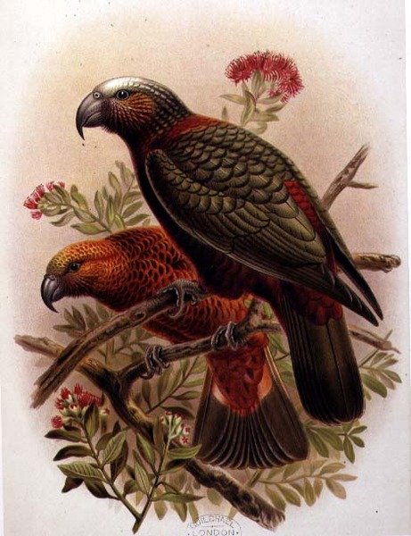 Kaka Papegøje og Variety Kaka-Kura fra 