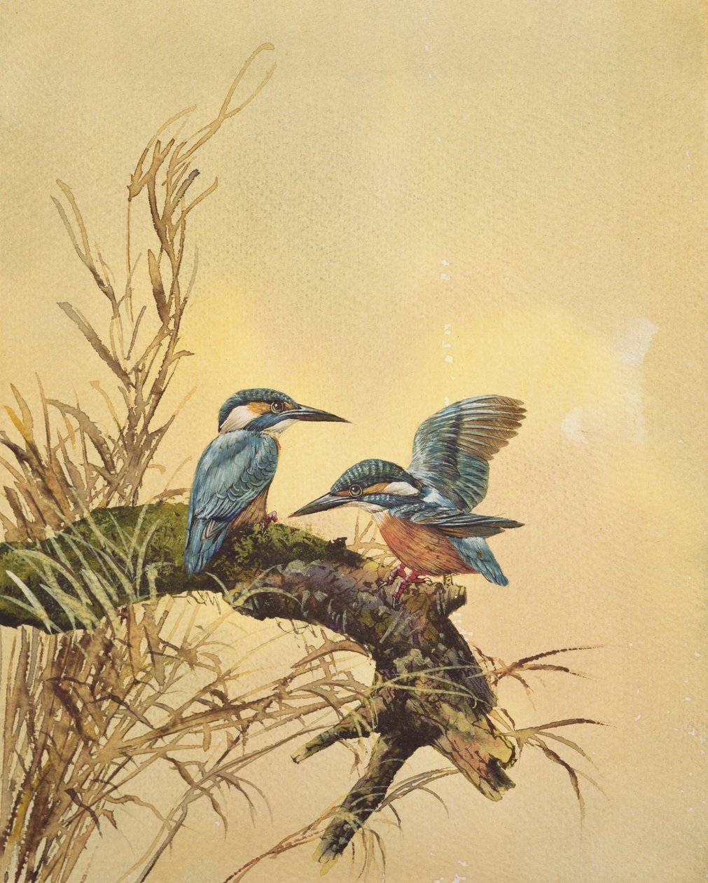 Kingfishers, ca. 1890 (wc på papir) af English School