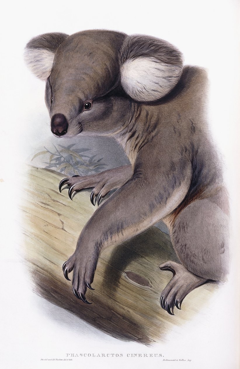 Koala - Phascarctos cinereus, 1845-1863 af English School
