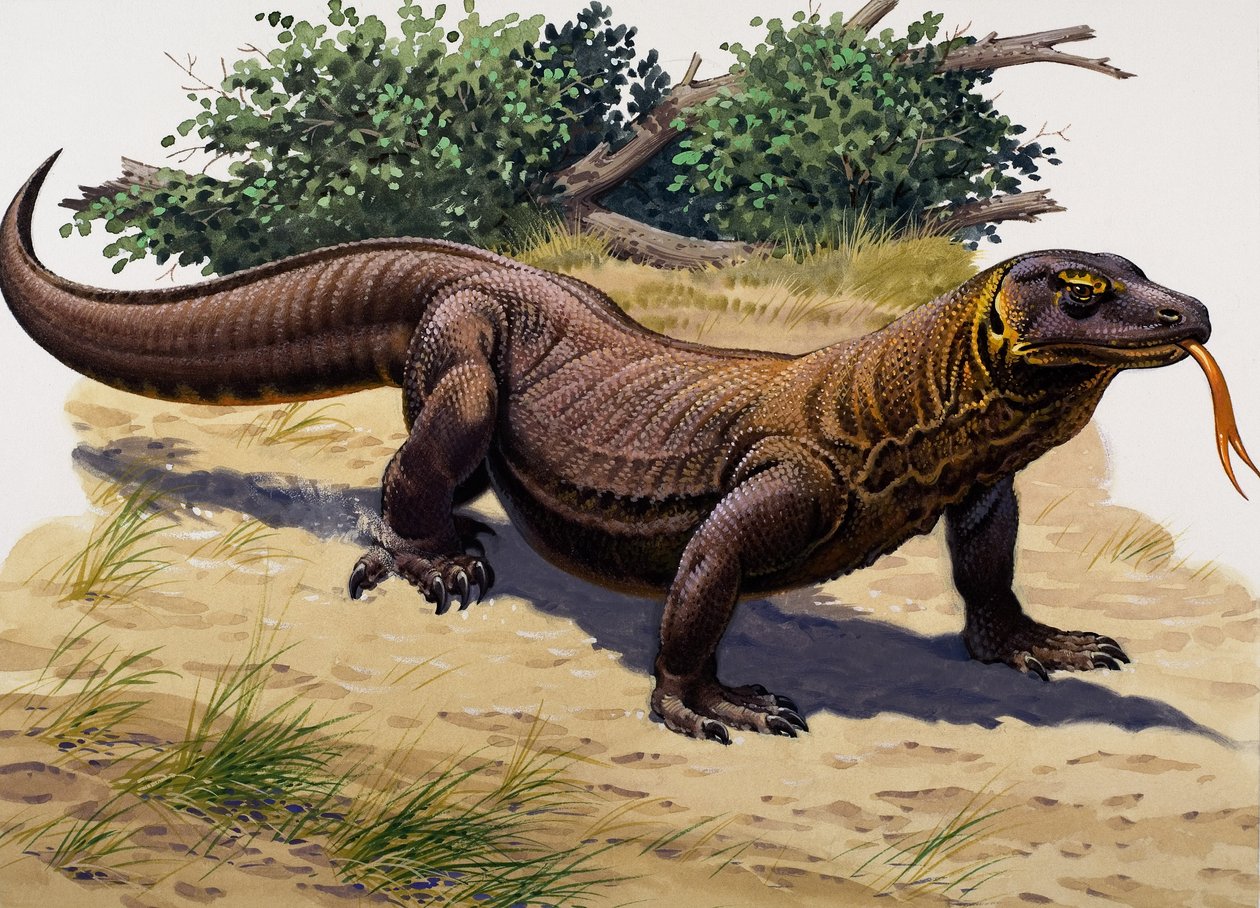 Komodovaran (gouache på papir) af English School