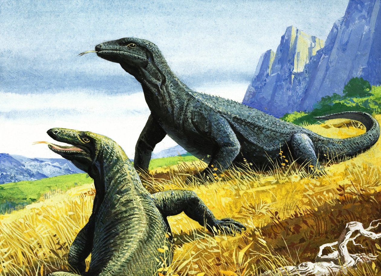 Komodovaran (gouache på papir) af English School