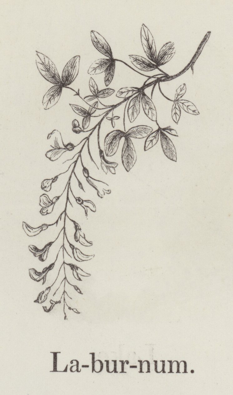 Laburnum (engraving) af English School