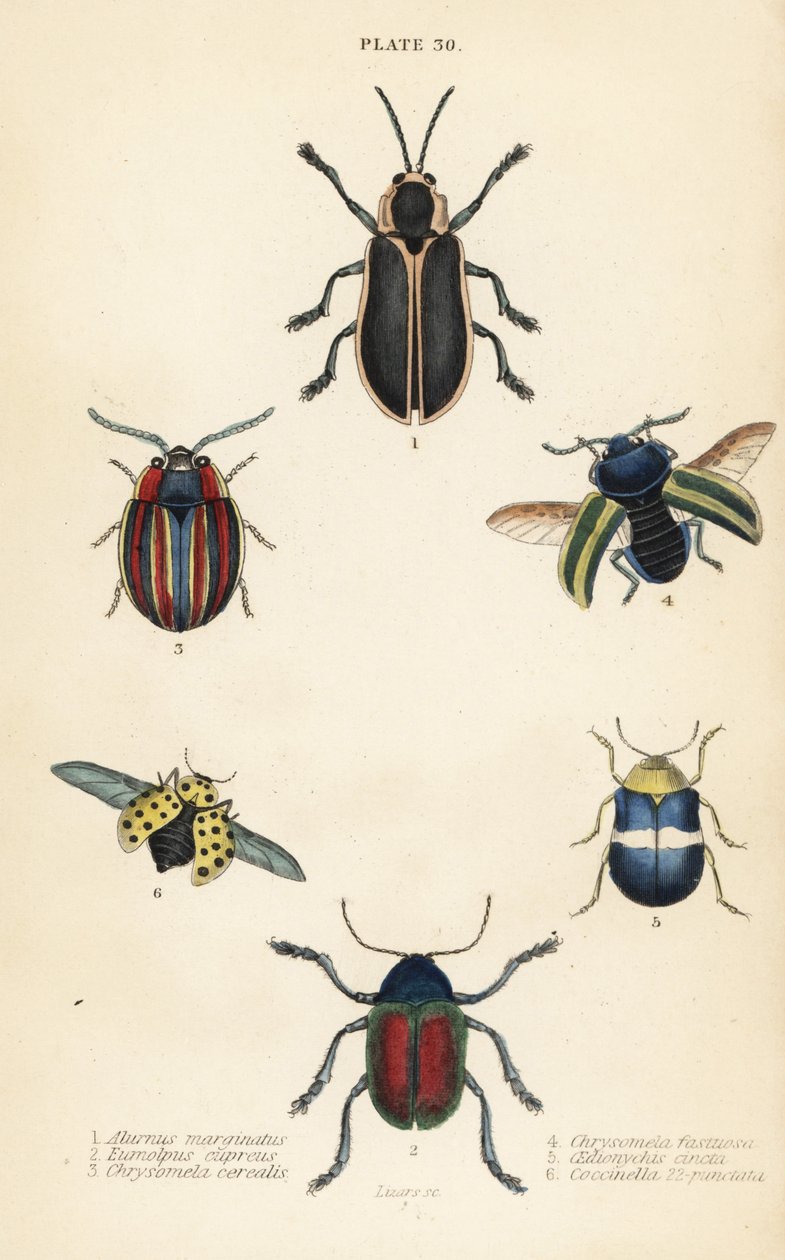 Bladbiller: Alurnus marginatus 1, Eumolpus curpreus 2, Chrysolina cerealis 3, dødnældebladbille, Chrysolina fastuosa 4, Oedionychis cincta 5 og 22-plet mariehøne Psyllobora vigintiduopunctata 6 af English School