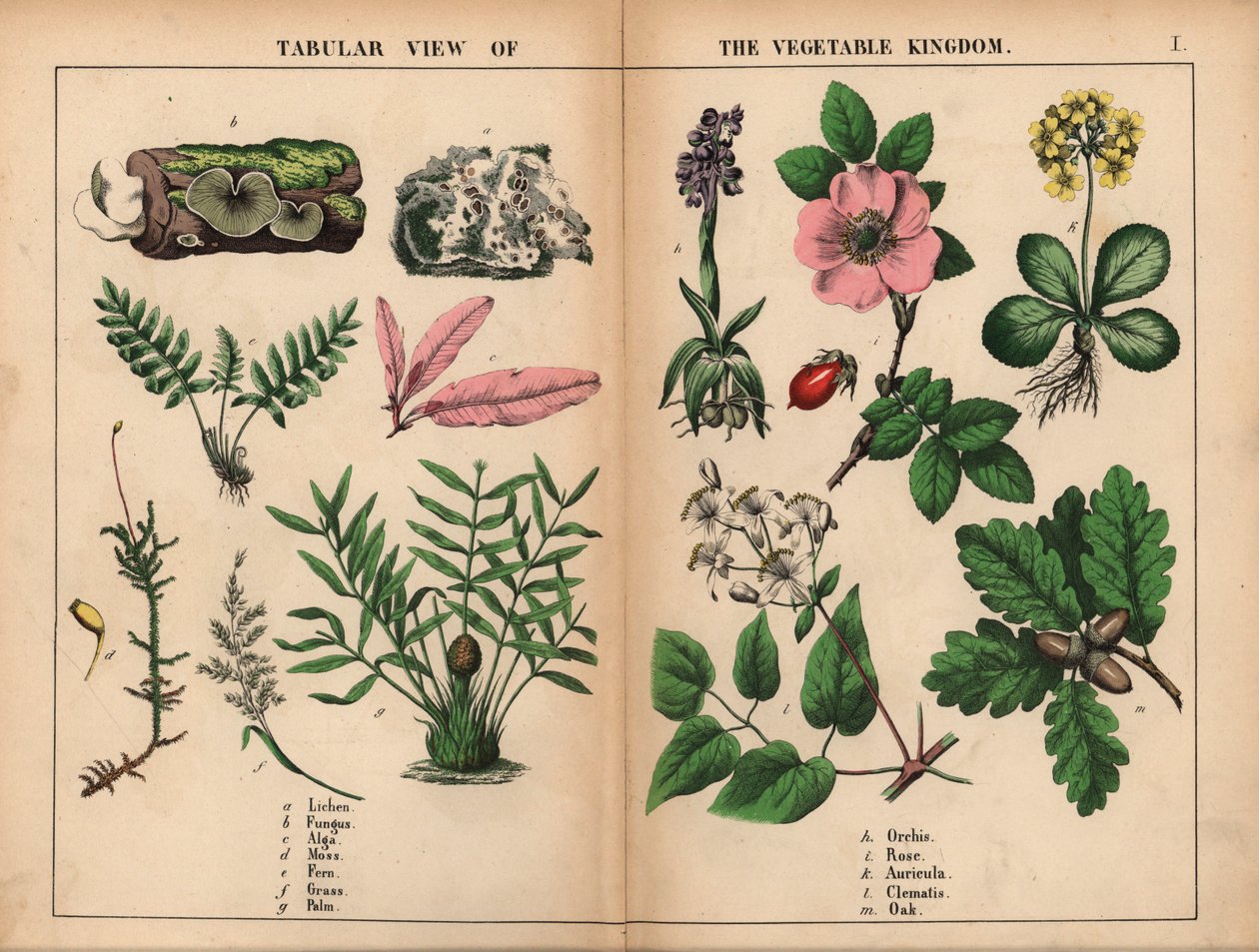 Lav, svamp, alger, mos, bregne, græs, palme, orkidé, rose, auricula, klematis og eg. , fra "The Instructive Picture Book, or Lessons from the Vegetable World," [Charlotte Mary Yonge], Edinburgh af English School