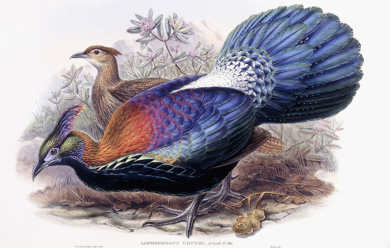 Lophophorus Lhuysii af English School