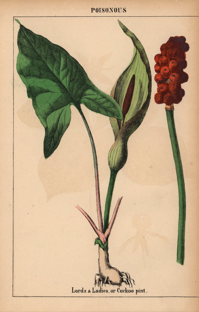 Herrer og damer, eller gøgepint   , fra "The Instructive Picturebook, or Lessons from the Vegetable World," [Charlotte Mary Yonge], Edinburgh af English School