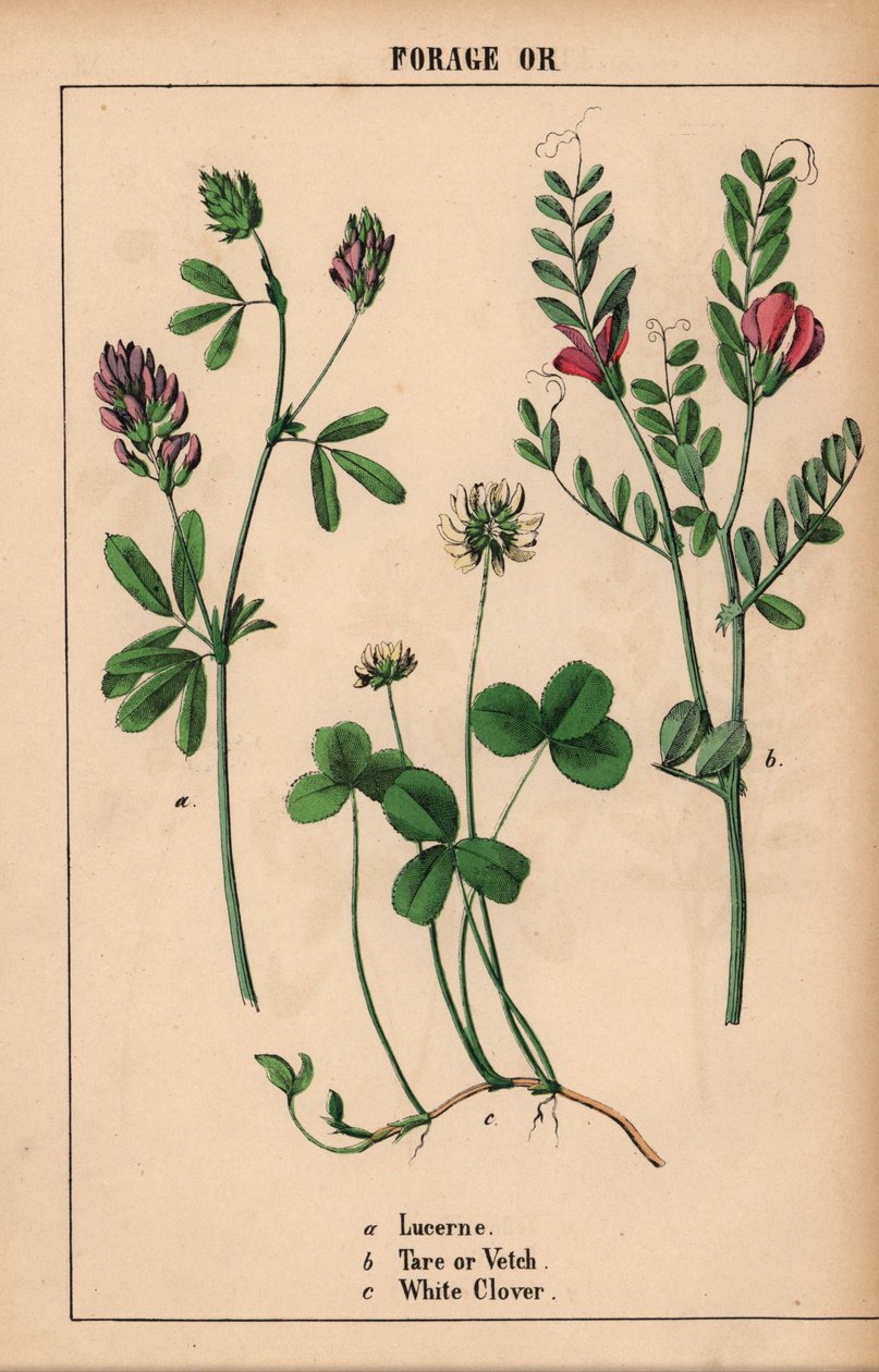 Lucerne, tara eller vikke og hvidkløver  , fra "The Instructive Picturebook, or Lessons from the Vegetable World," [Charlotte Mary Yonge], Edinburgh af English School