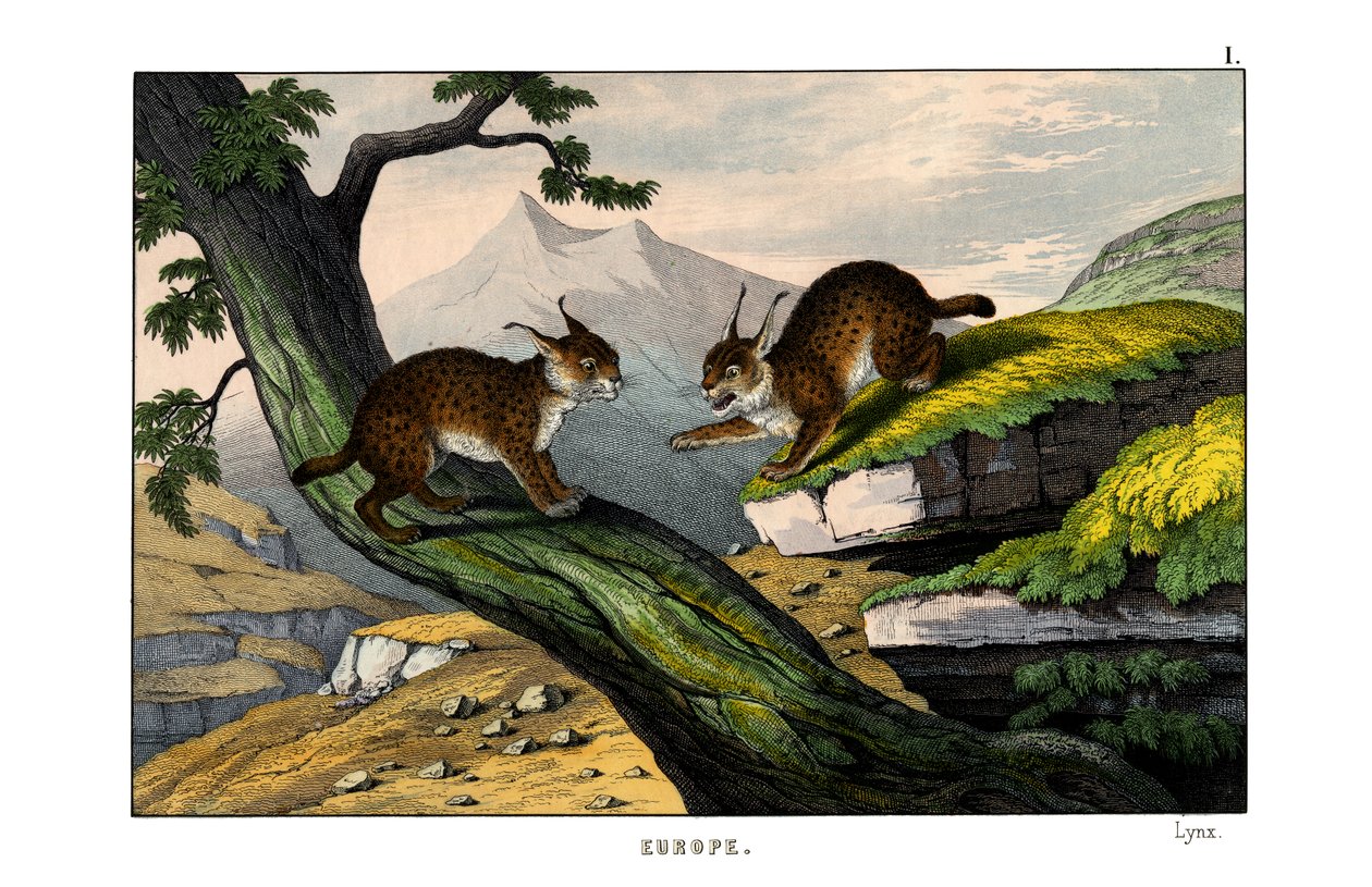 Lynx af English School
