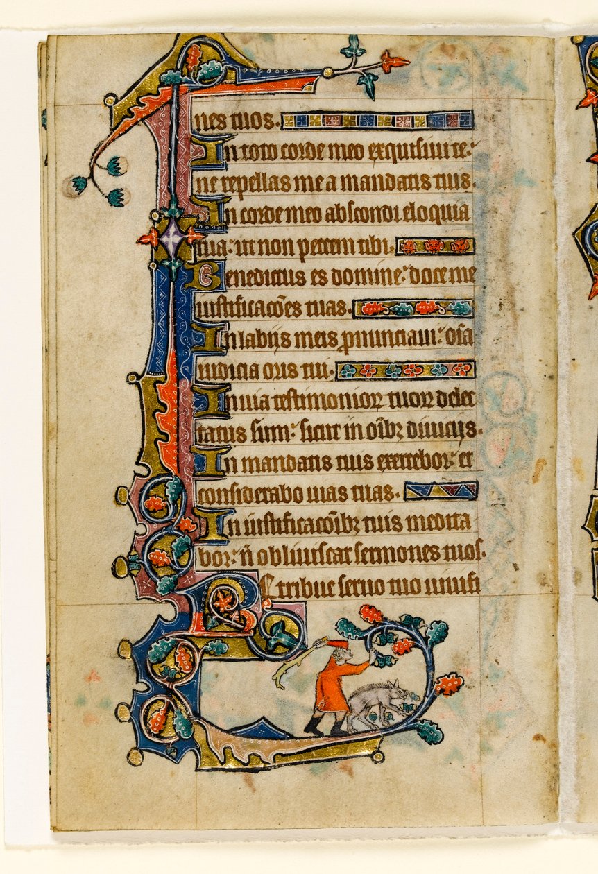 MS 1-2005, fol. 170v: En svinehyrde, der slår agern ned for en gris, marginal dekoration fra Macclesfield Psalter, Use of Sarum, East Anglia, ca. 1330 af English School
