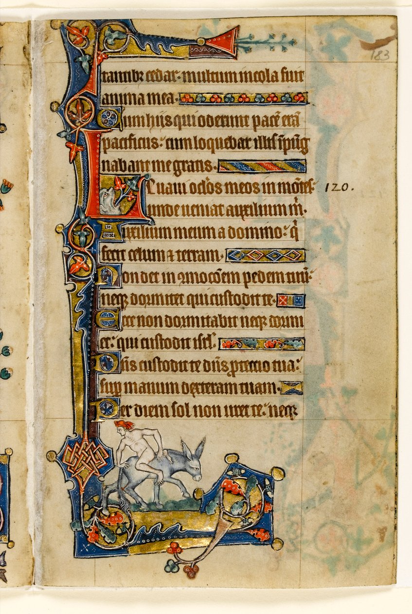 MS 1-2005, fol. 183r: A Man Riding Backwards, marginal dekoration fra Macclesfield Psalter, Use of Sarum, East Anglia, ca. 1330 af English School