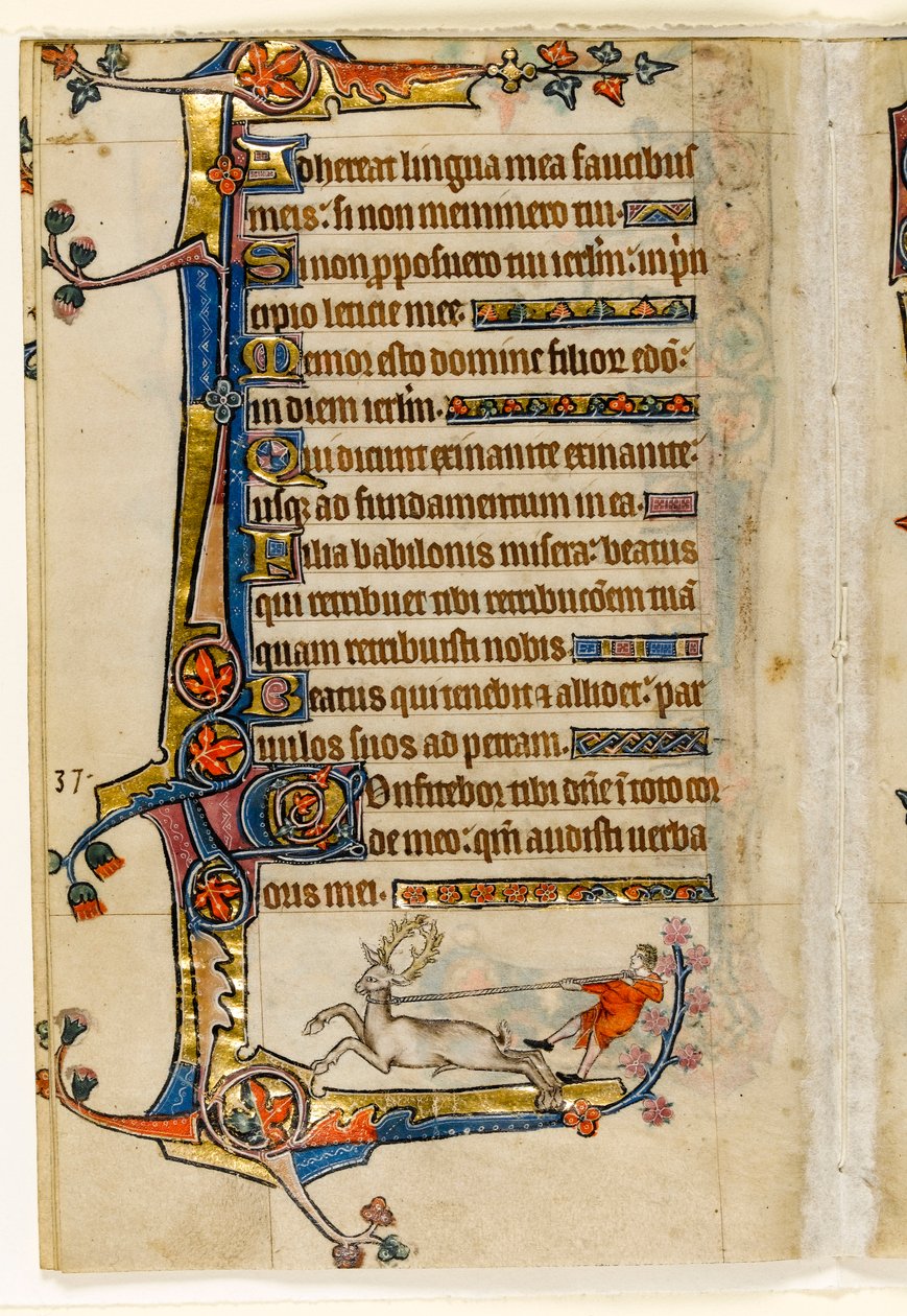 MS 1-2005, fol. 193v: A Stag Lassoed by a Man, marginal dekoration fra Macclesfield Psalter, Use of Sarum, East Anglia, ca. 1330 af English School