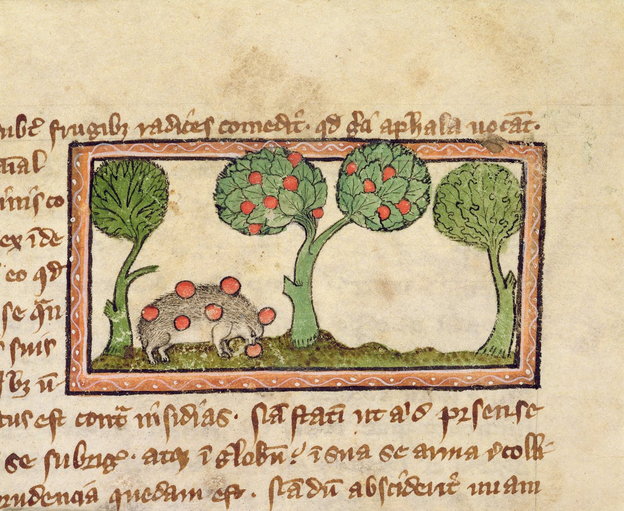MS 379 f.13r Et pindsvin, der plukker æbler, detalje fra en Bestiary, engelsk af English School