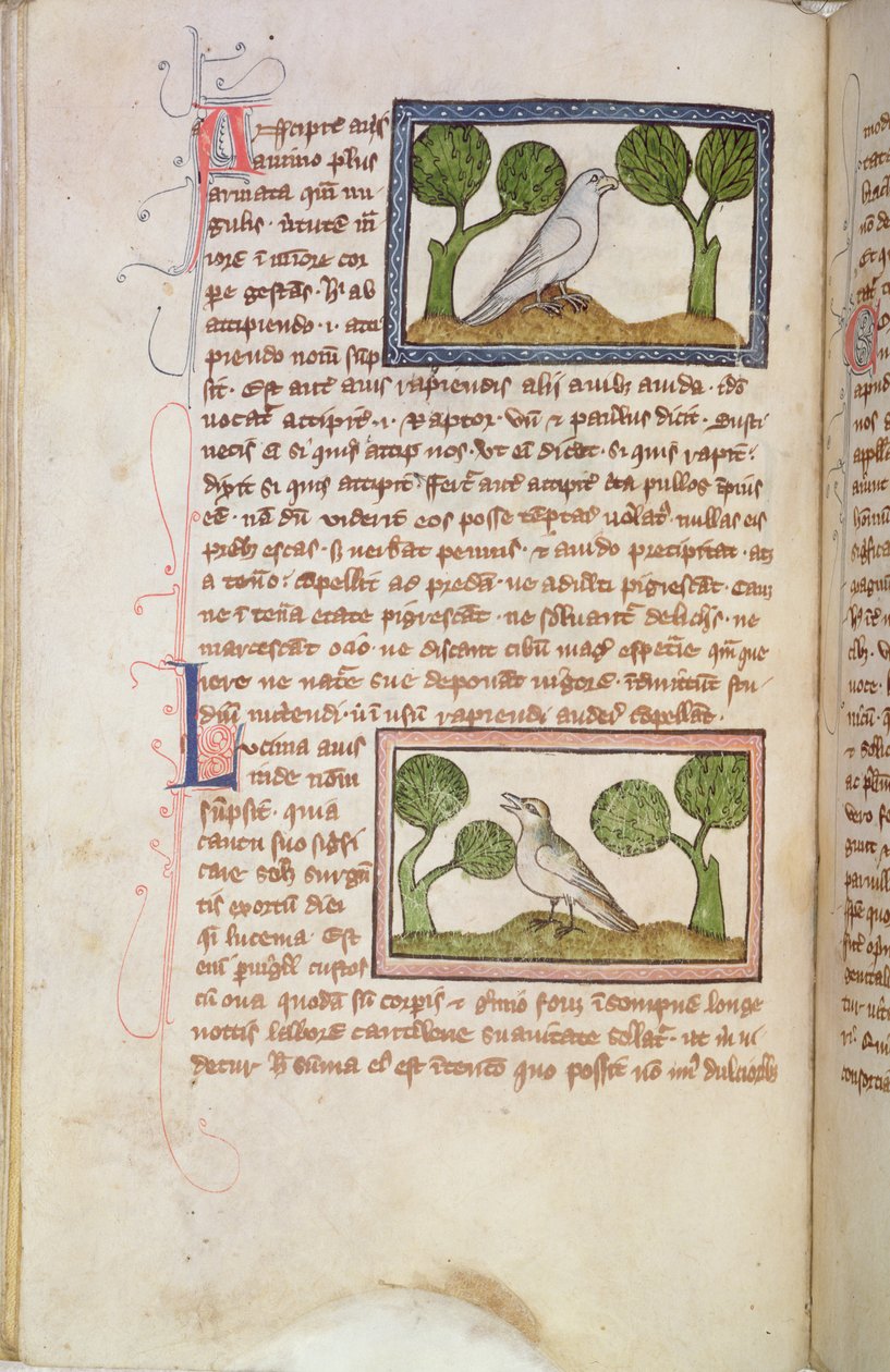 MS 379 f.22v Tekstside med en hvid høg og en nattergal, fra en Bestiarium (pergament) af English School