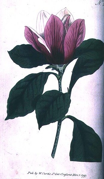 Magnolia (Magnolia purpurea), plade 390 fra William Curtis