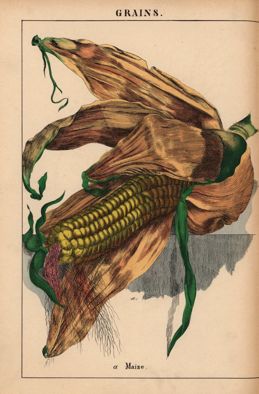 Majs, majs eller sukkermajs  , fra "The Instructive Picturebook, or Lessons from the Vegetable World," [Charlotte Mary Yonge], Edinburgh af English School
