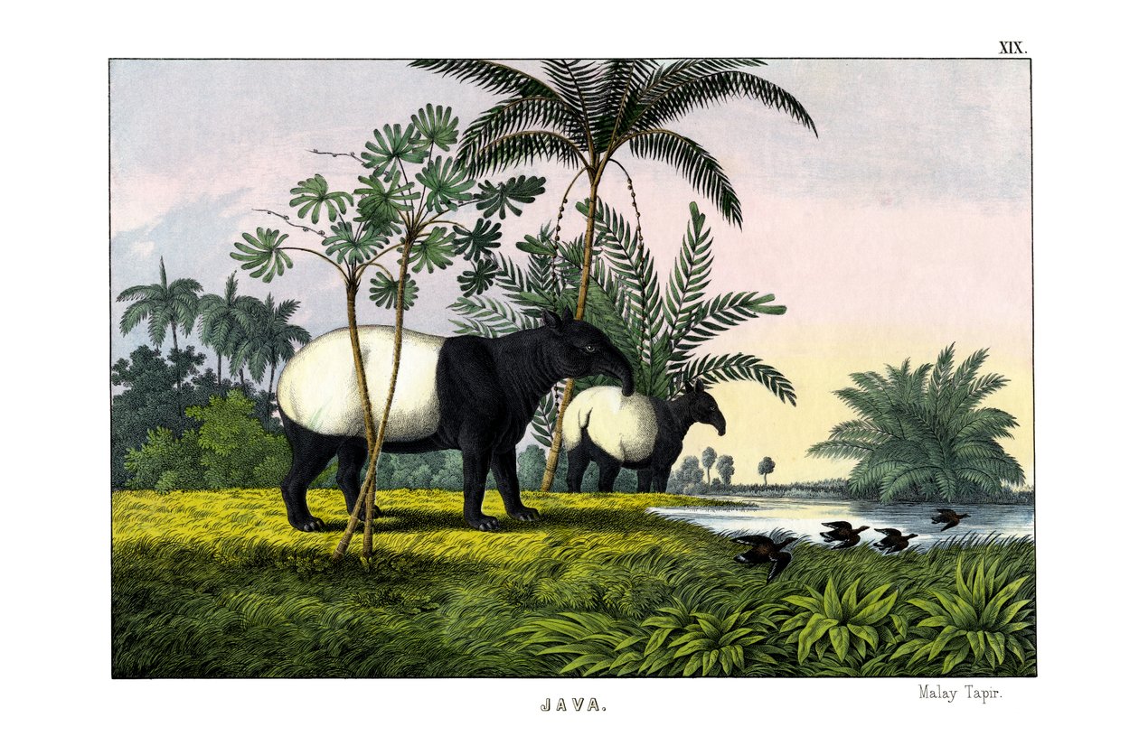 Malaysisk tapir af English School