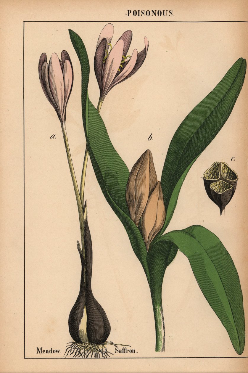 Eng safran med lilla blomst  , fra "The Instructive Picturebook, or Lessons from the Vegetable World," [Charlotte Mary Yonge], Edinburgh af English School