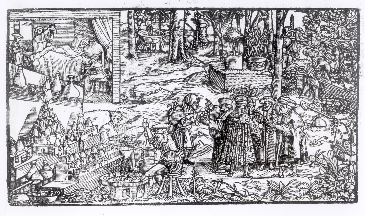 Medicinsk urtedyrkning, 1531 af English School