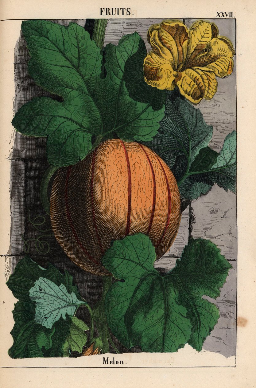 Melon, med moden orange frugt, gul blomst og store mørkegrønne blade Cucumis melo   , fra "The Instructive Picturebook, or Lessons from the Vegetable World," [Charlotte Mary Yonge], Edinburgh af English School