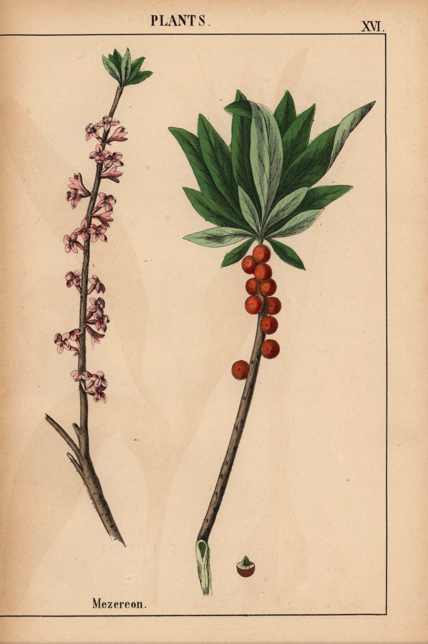 Mezereon med røde bær og lyserøde blomster.  , fra "The Instructive Picturebook, or Lessons from the Vegetable World," [Charlotte Mary Yonge], Edinburgh af English School