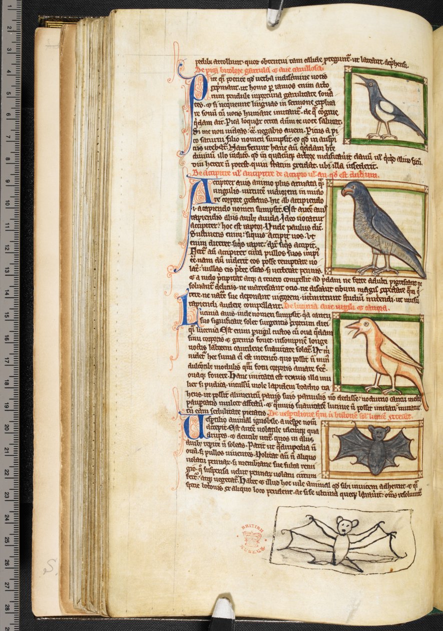 Miniaturer af fugle og marginaltegning af en flagermus, fra teologiske forskellige, inklusive Summa de vitiis, Harley 3244, f.55v, c.1236-50 (vellum) af English School