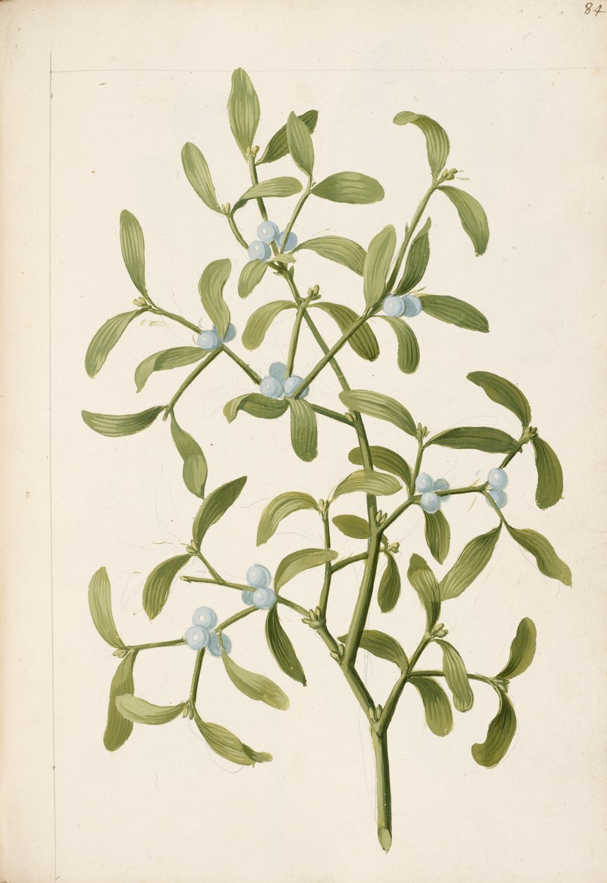 Mistelten. En hemi-parasitisk plante, ca. 1664 (litho) af English School