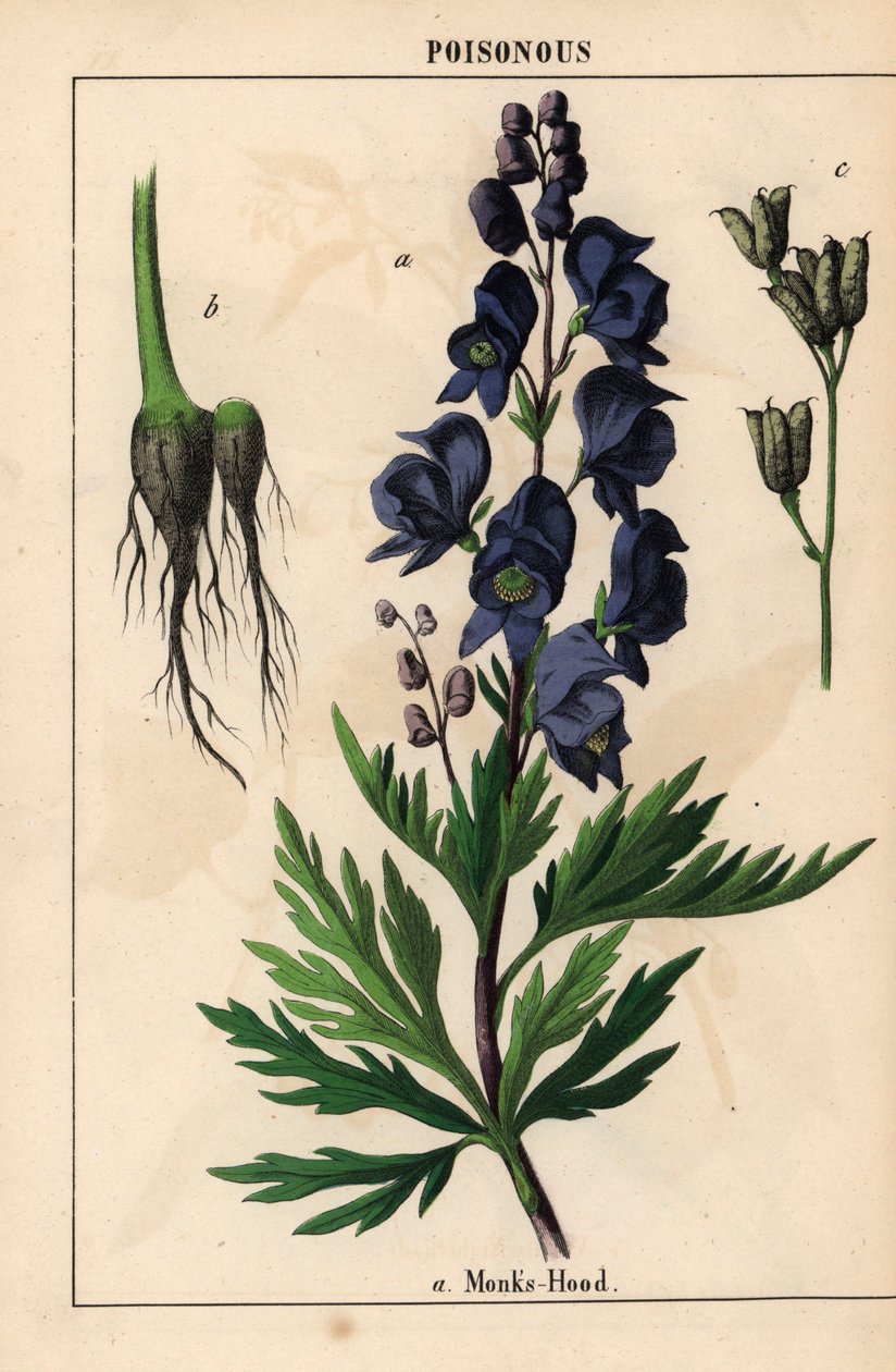 Munkehætte med blå blomster   , fra "The Instructive Picturebook, or Lessons from the Vegetable World," [Charlotte Mary Yonge], Edinburgh af English School