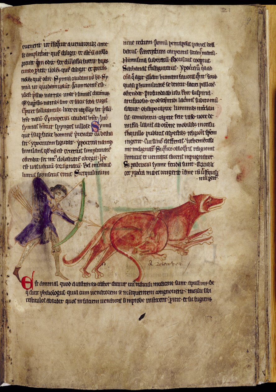 Ms 254, f.19r: Jæger, der sigter en pil mod to bævere, fra et Bestiary, tidligt i det 13. århundrede (pergament) af English School