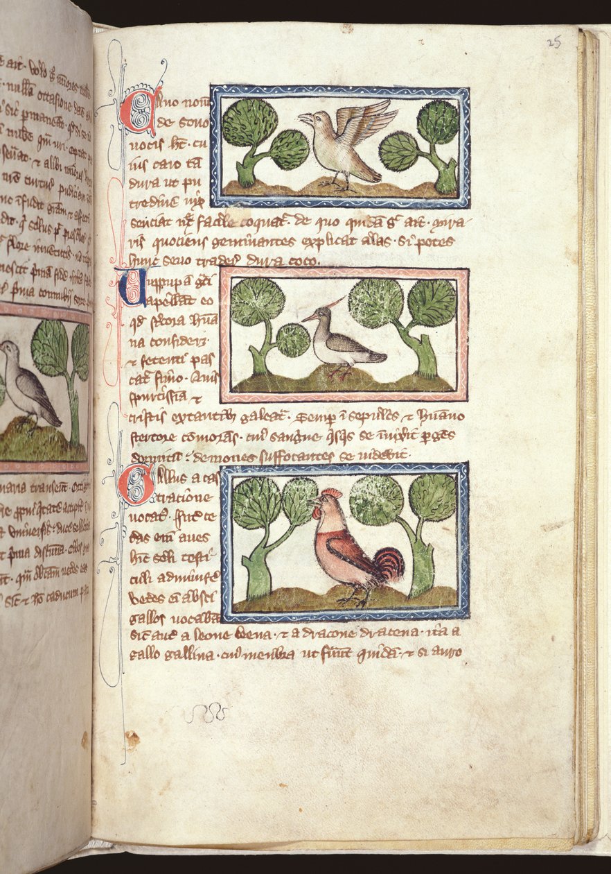 Ms 379, f.25r: Tre fugle på jorden, fra et Bestiary, begyndelsen af det 14. århundrede (pergament) af English School
