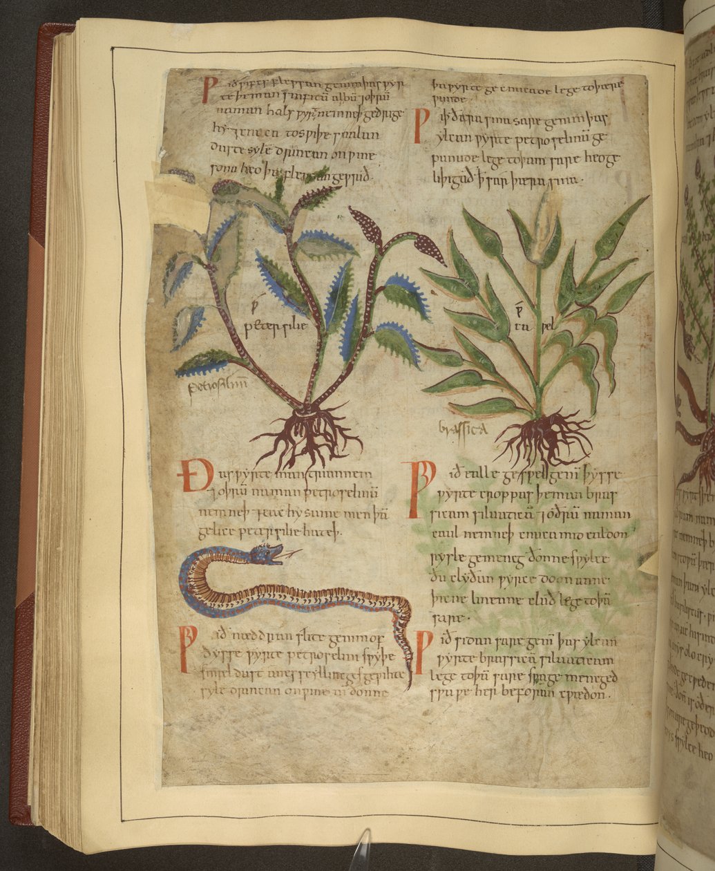 Ms. Cotton Vitellius C.III fol.56v Illustrationer af Petersilie, Cawel og en slange, fra en gammel engelsk urte oprindeligt af Apuleius (123-80AD), tidligt i det 11. århundrede (vellum) af English School