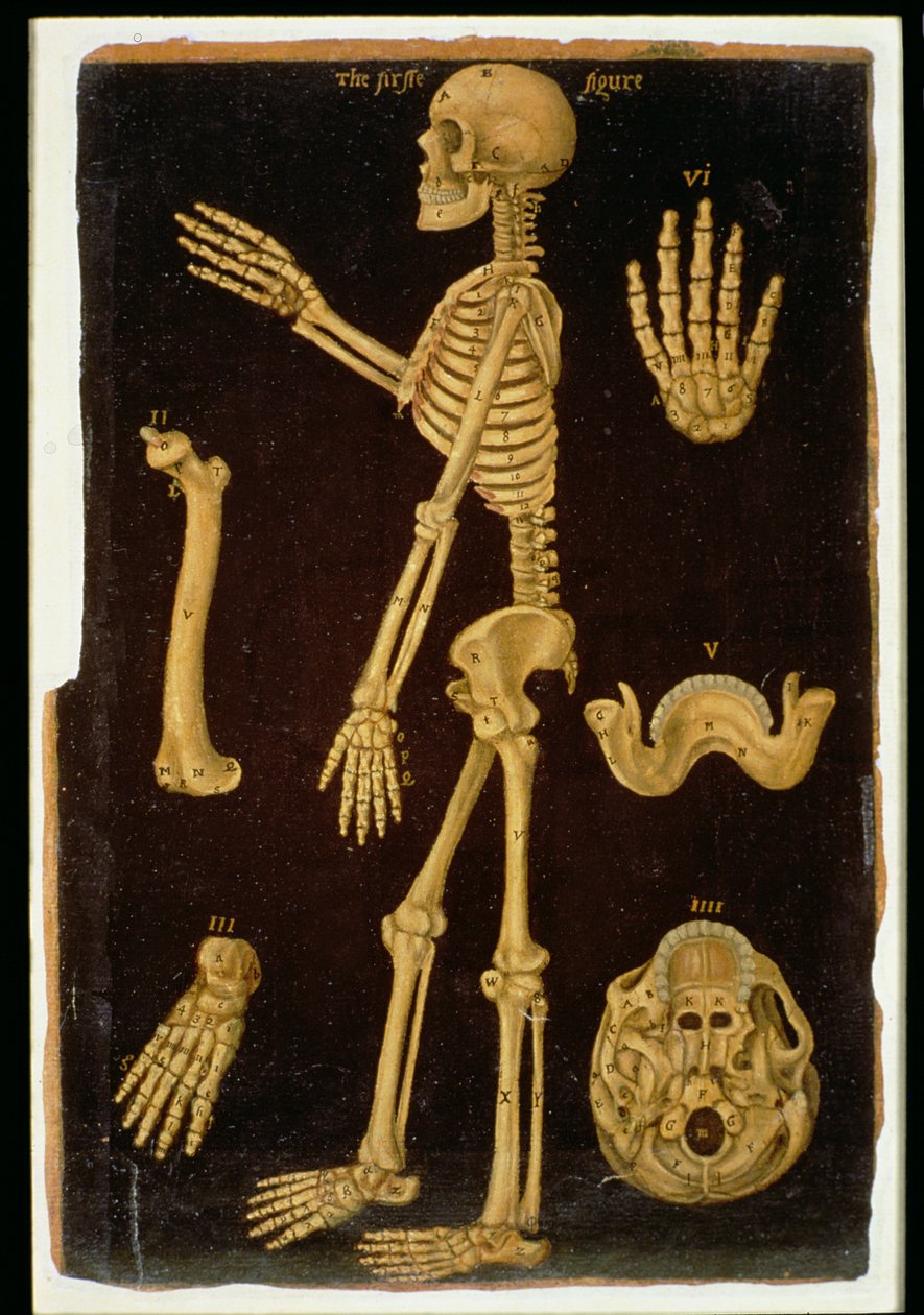 Ms Hunter 364 Table III Dissection, from Anatomical Tables, af John Banister (1540-1610) (olie på brunt papir) af English School