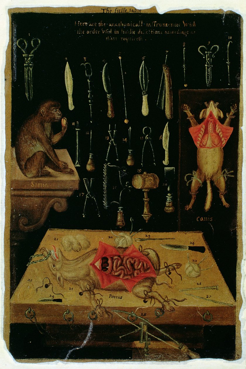 Ms Hunter 364 Tabel I Dissektionsinstrumenter, fra Anatomical Tables, af John Banister (1540-1610) (olie på brunt papir) af English School
