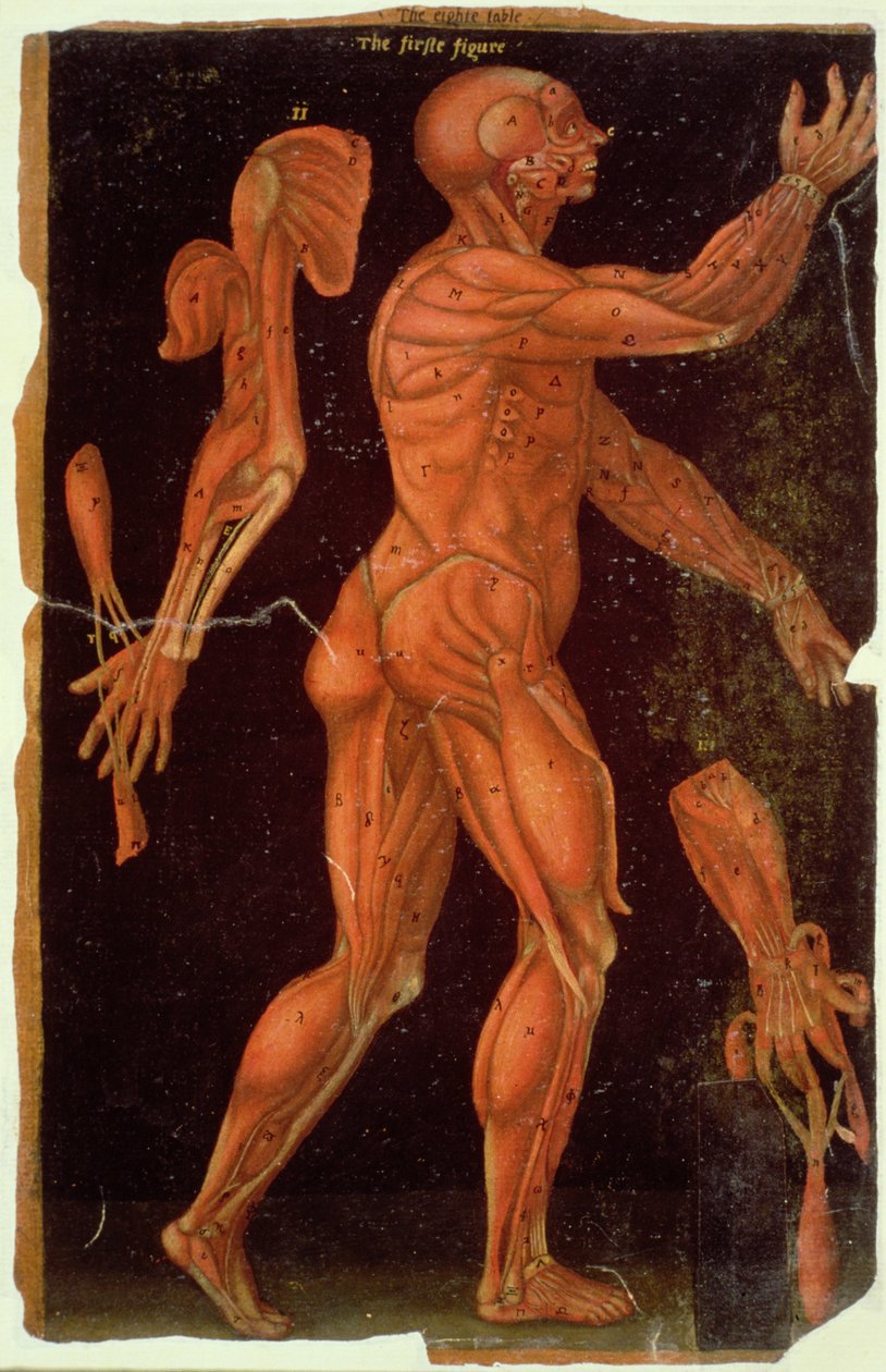 Ms Hunter 364 Tabel VIII Dissection, from Anatomical Tables, af John Banister (1540-1610) (olie på brunt papir) af English School
