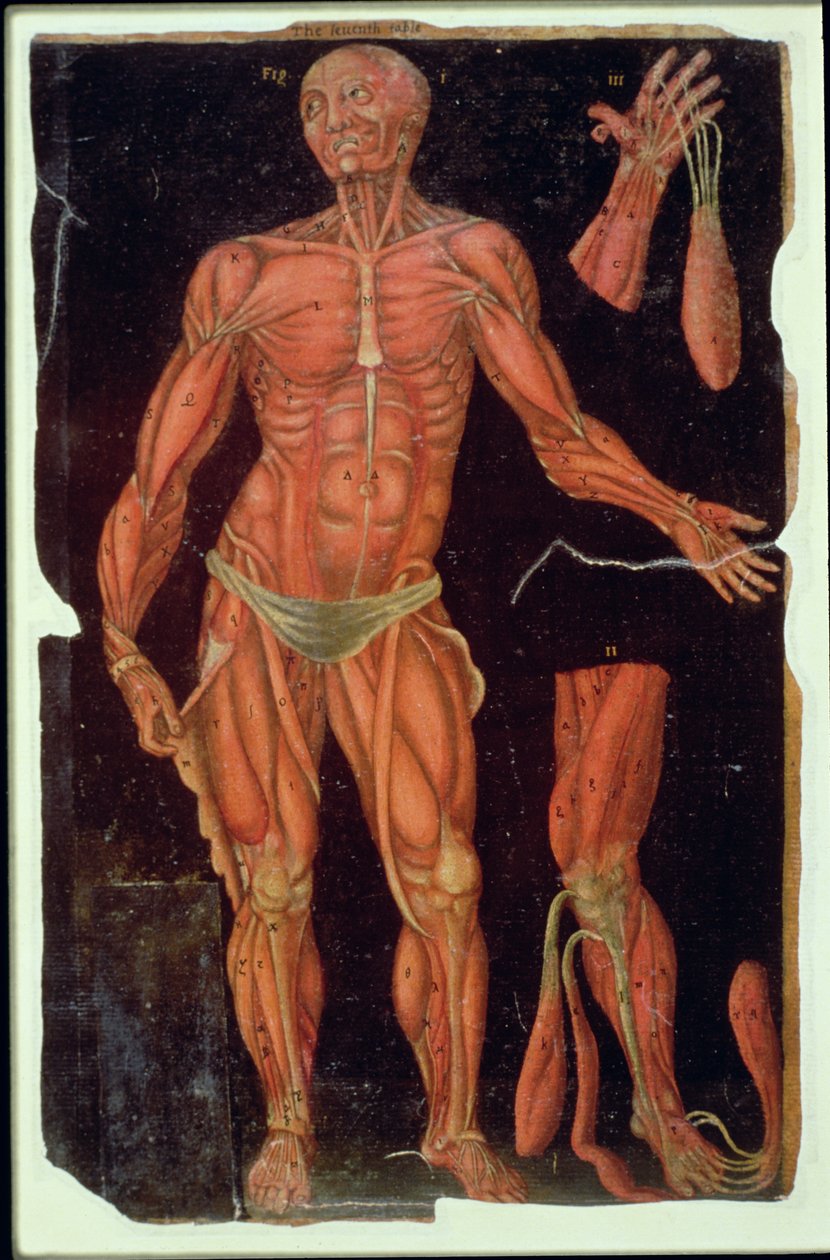 Ms Hunter 364 Table VII Dissection, from Anatomical Tables, af John Banister (1540-1610) (olie på brunt papir) af English School