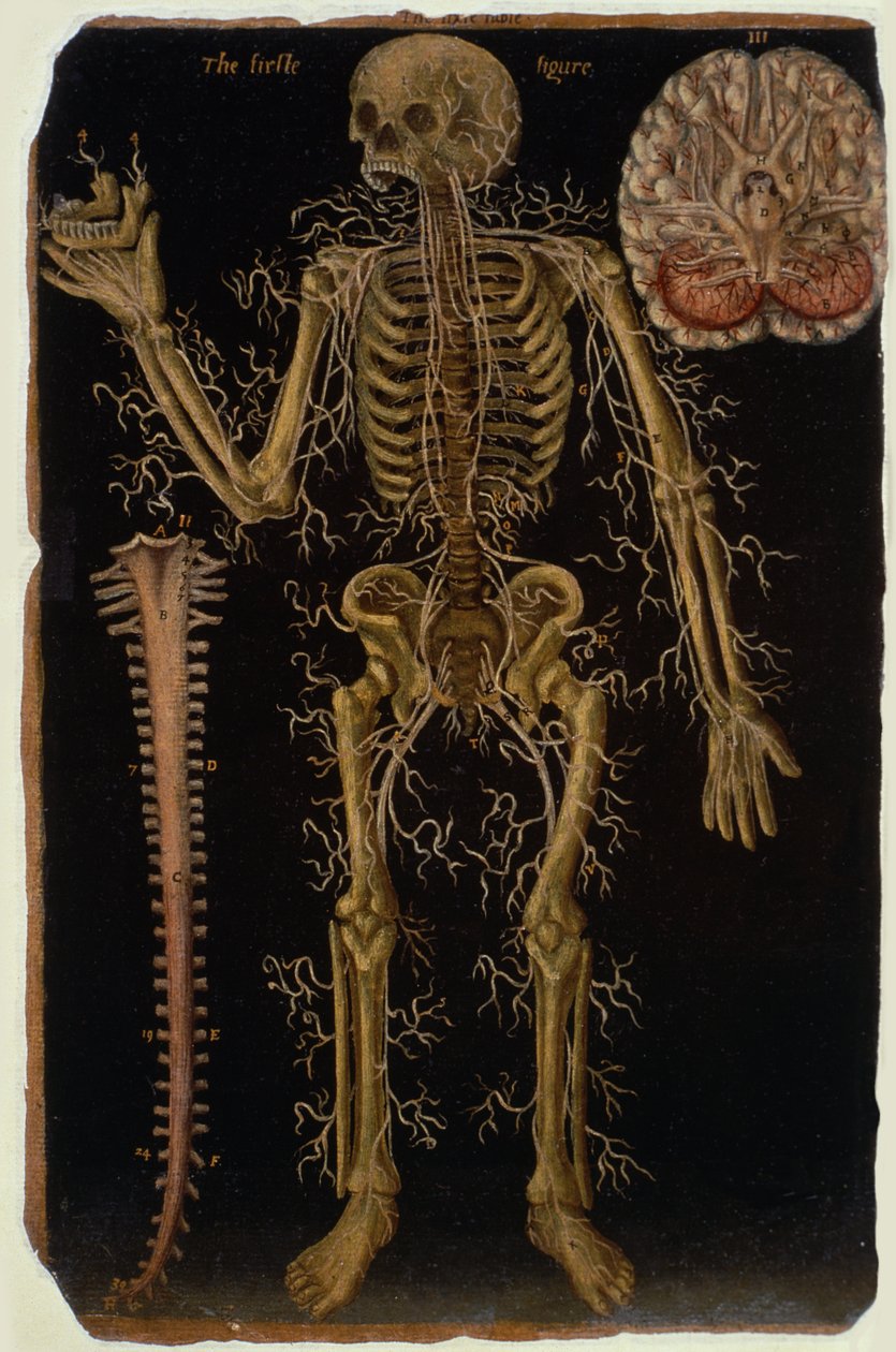 Ms Hunter 364 Tabel VI Dissection, from Anatomical Tables, af John Banister (1540-1610) (olie på brunt papir) af English School