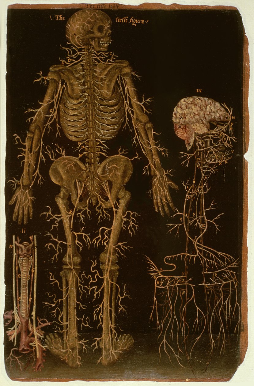 Ms Hunter 364 Table V Dissection, from Anatomical Tables, af John Banister (1540-1610) (olie på brunt papir) af English School