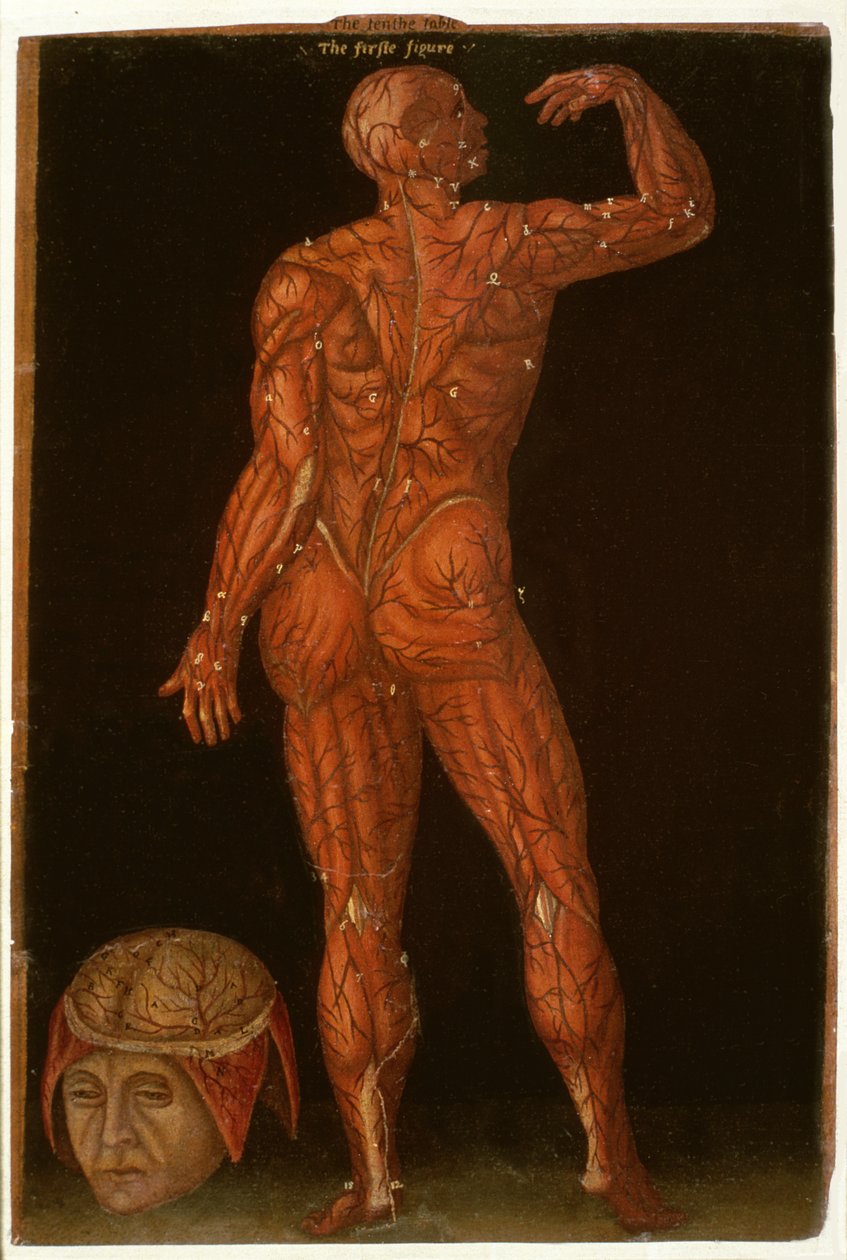 Ms Hunter 364 Table X Dissection, from Anatomical Tables, af John Banister (1540-1610) (olie på brunt papir) af English School