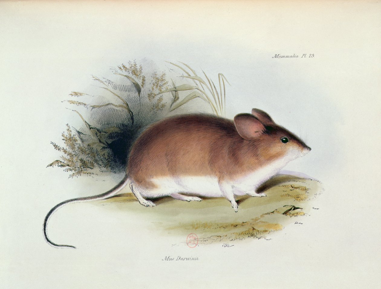 Mus Darwinii, illustration fra The Zoology of the Voyage of H.M.S. Beagle, 1832-36, af Charles Darwin (1809-92), 1840 af English School
