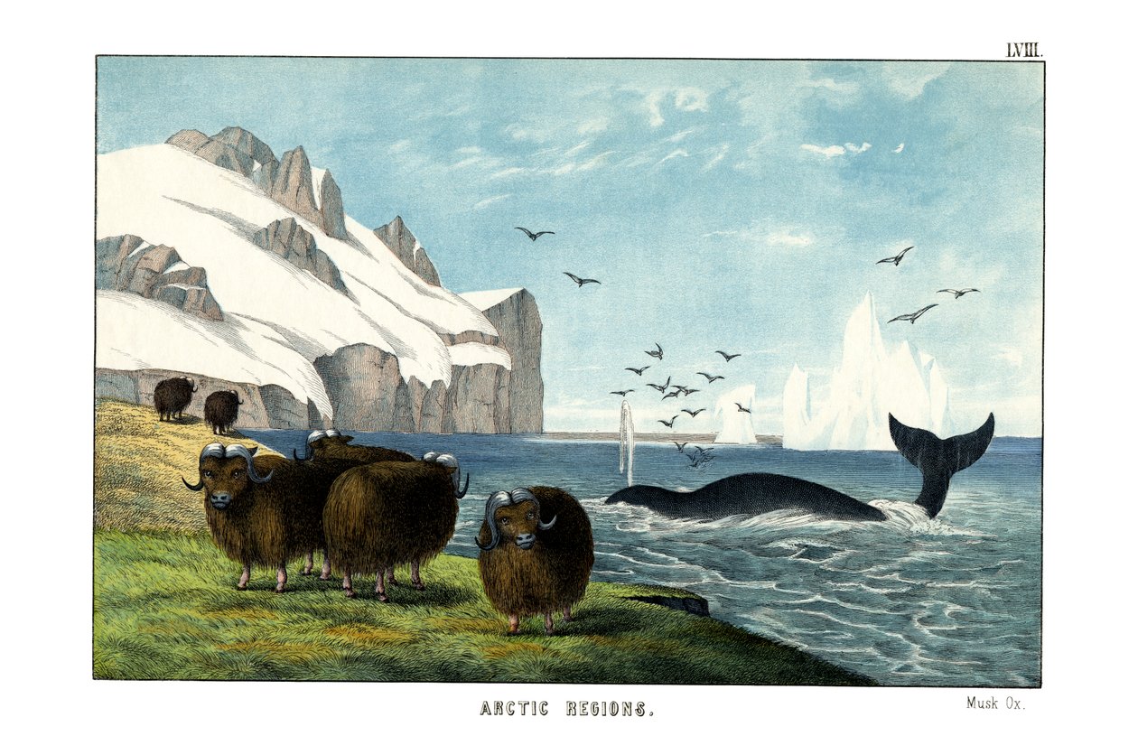 Moskus okse af English School