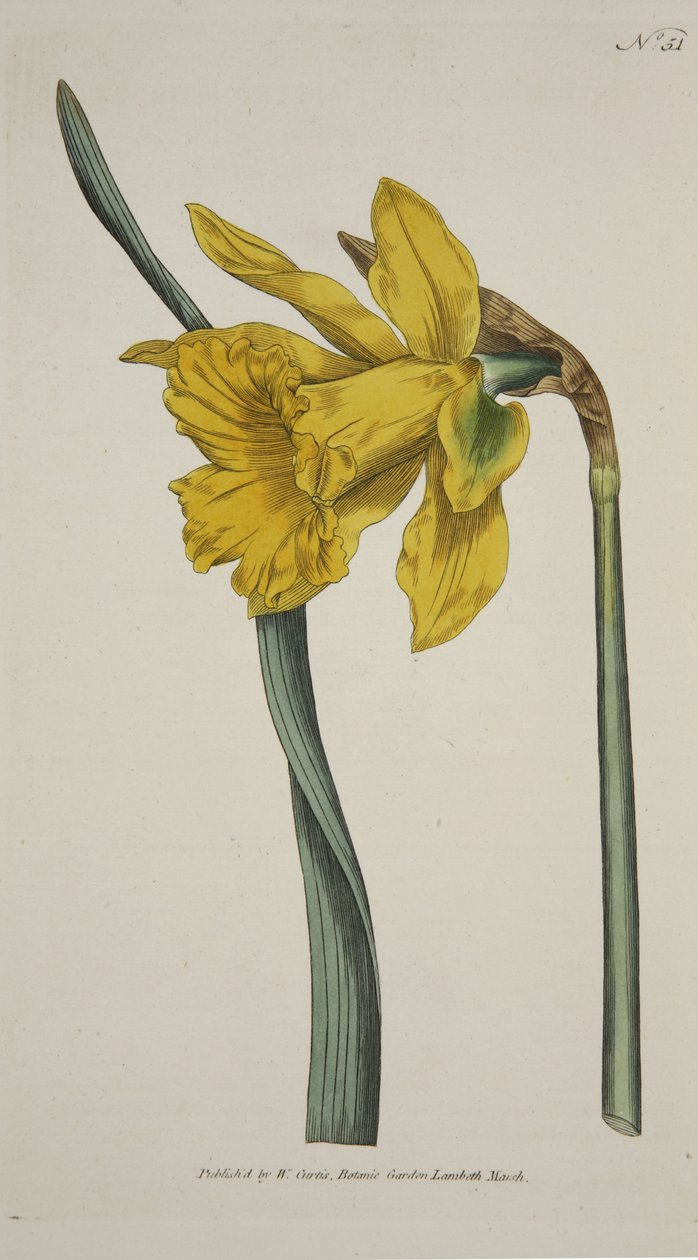 Narcissus Major (Great Daffodil), fra The Botanical Magazine eller Flower Garden Displayed, pub. 1793 (håndfarvet gravering) af English School