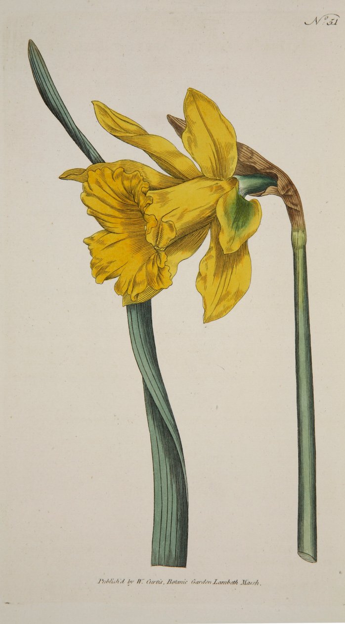 Narcissus major stor påskelilje, pub. 1793 Håndfarvet gravering. af English School