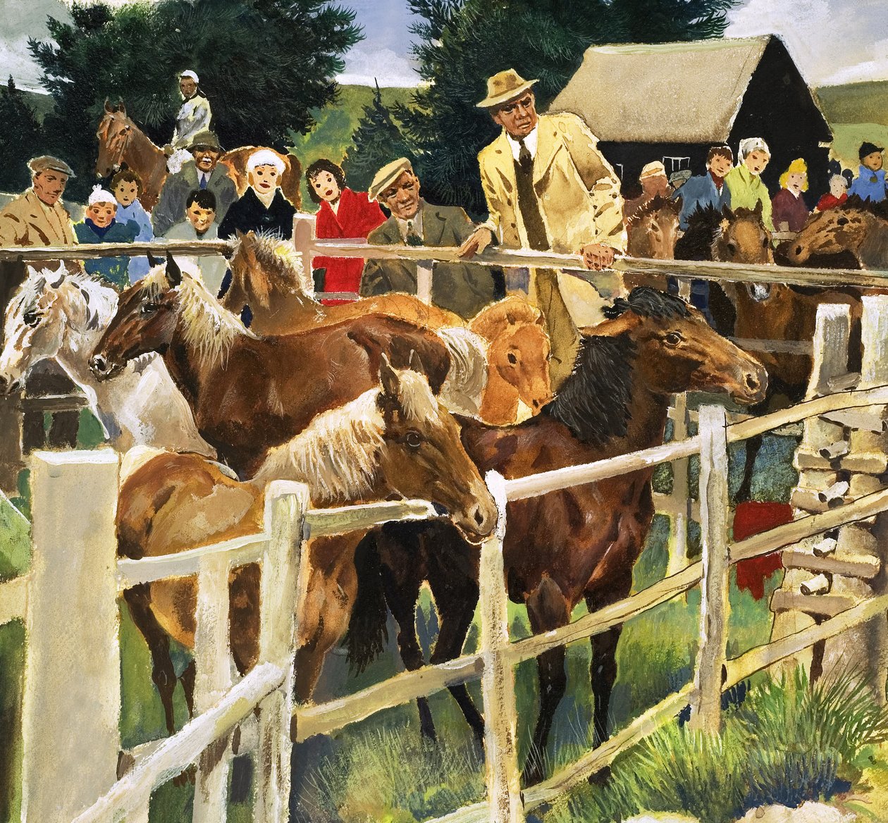 New Forest-ponyer til salg, illustration fra 