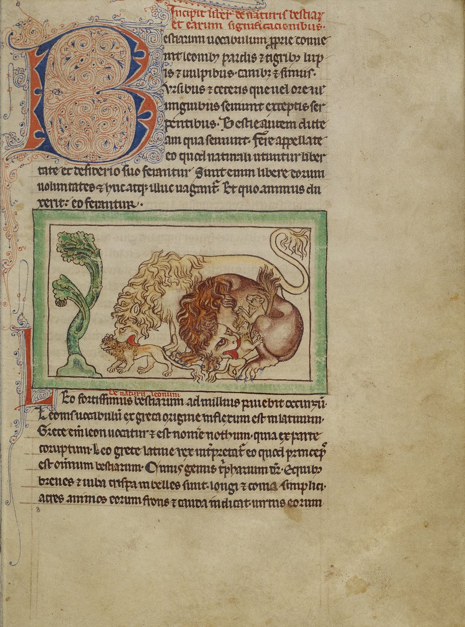 Northumberland Bestiary, ca. 1250-60 (farvede vaske og blæk på pergament) af English School