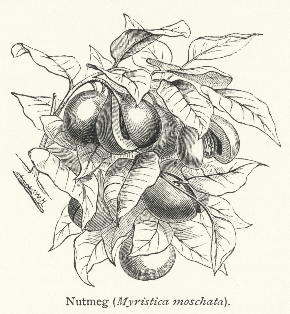 Muskatnød (Myristica moschata) (gravering) af English School